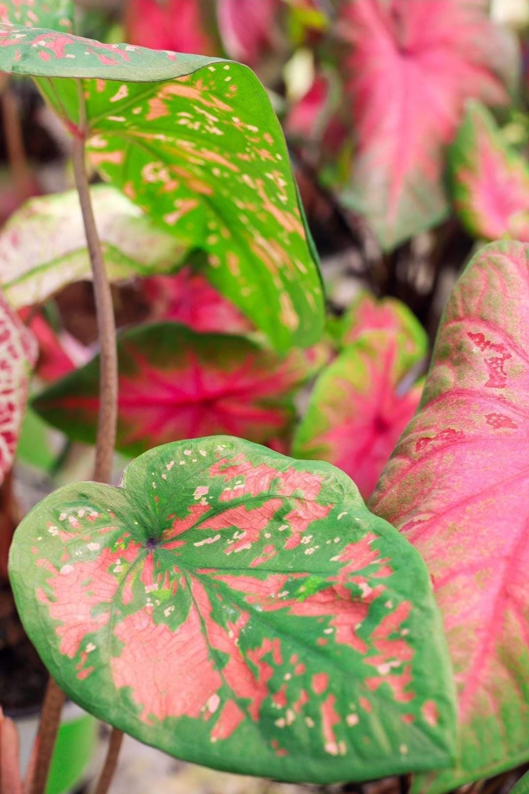 Caladium praetermissum — Hilo Beauty